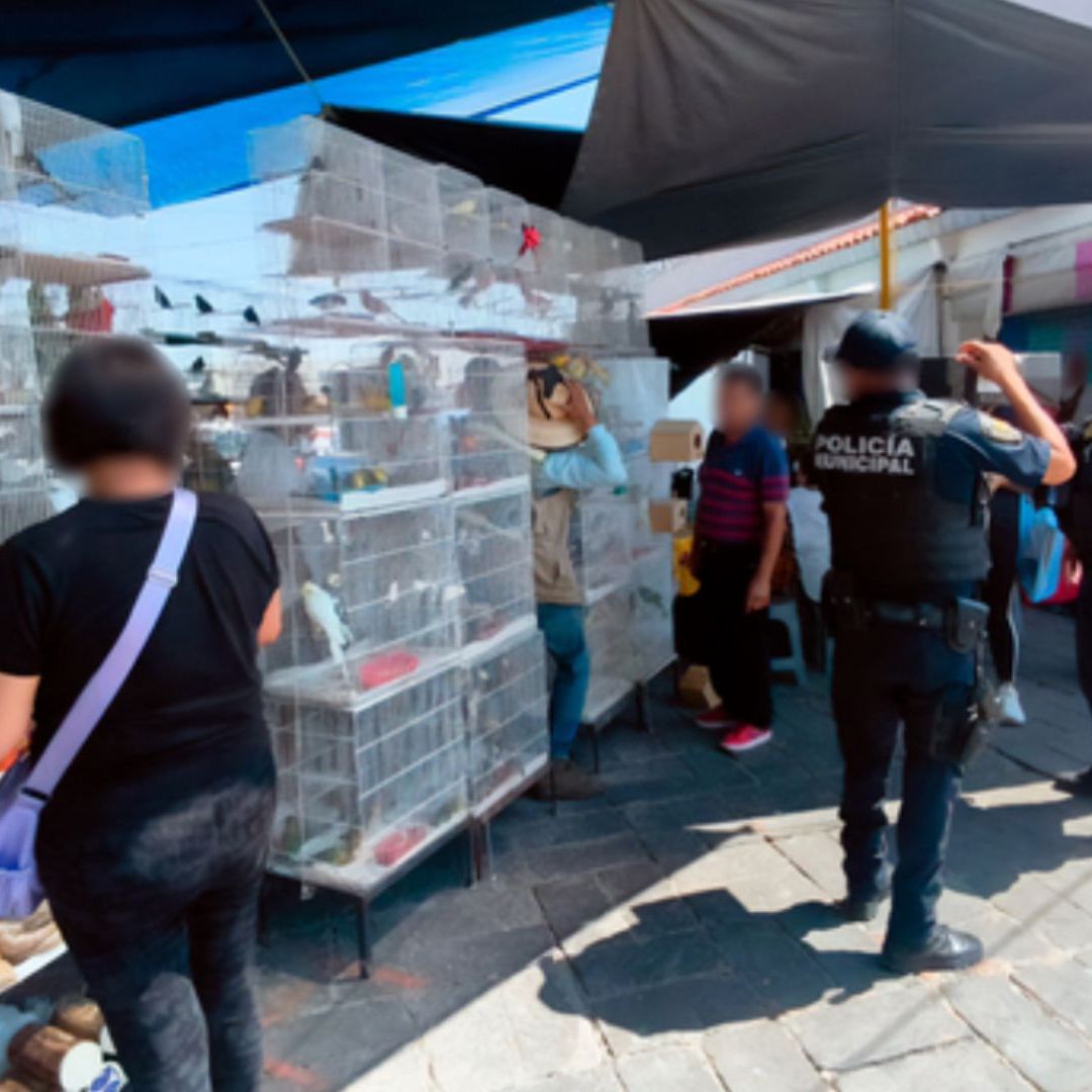 Decomisan Aves, Loros y Caballitos de Mar en Querétaro